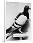 U.S. Army Carrier Pigeon-Philip Gendreau-Framed Photographic Print