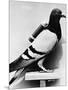 U.S. Army Carrier Pigeon-Philip Gendreau-Mounted Photographic Print