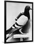 U.S. Army Carrier Pigeon-Philip Gendreau-Framed Photographic Print