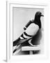 U.S. Army Carrier Pigeon-Philip Gendreau-Framed Photographic Print