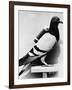 U.S. Army Carrier Pigeon-Philip Gendreau-Framed Photographic Print