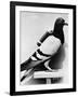 U.S. Army Carrier Pigeon-Philip Gendreau-Framed Photographic Print