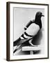 U.S. Army Carrier Pigeon-Philip Gendreau-Framed Photographic Print