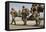 U.S. Army Soldiers Make their Way to a C-130 Hercules-null-Framed Stretched Canvas