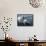 U.S. Coast Guard Cutter Waesche in the Navigates the Gulf of Mexico-Stocktrek Images-Framed Stretched Canvas displayed on a wall