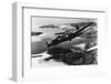 U.S. Flying Fortress, WWII-null-Framed Photographic Print