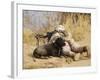 U.S. Marine And a Military Working Dog Provide Security in Afghanistan-Stocktrek Images-Framed Photographic Print