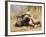 U.S. Marine And a Military Working Dog Provide Security in Afghanistan-Stocktrek Images-Framed Photographic Print