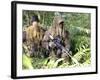 U.S. Marines and the Royal Malaysian Army Conduct an Amphibious Raid Exercise-null-Framed Photographic Print