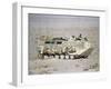 U.S. Marines Assanct Amphibian Vehicle-Bob Daugherty-Framed Premium Photographic Print