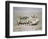 U.S. Marines Assanct Amphibian Vehicle-Bob Daugherty-Framed Photographic Print