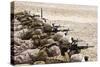 U.S. Marines Conduct a Battlesight Zero their Rifles in Al Galail, Qatar-null-Stretched Canvas