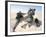 U.S. Marines Saudi Arabia-Dejong-Framed Photographic Print