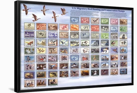 U.S. Migratory Bird Hunting and Conservation Stamps "Duck Stamps" Educational Poster-null-Framed Poster