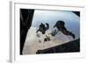 U.S. Pararescuemen and U.S. Marines Jump from a Hc-130 over Djibouti-Stocktrek Images-Framed Photographic Print