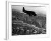 U.S. Plane Flying over the Himalayas-null-Framed Photographic Print