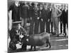 U.S.S. Iowa, Pig Taken from Spanish Cruiser Cristobal Colon-null-Mounted Photo