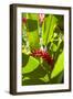 U.S. Virgin Islands, St. Thomas. St. Peter, Heliconia-Walter Bibikow-Framed Photographic Print