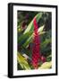 U.S. Virgin Islands, St. Thomas. St. Peter, Heliconia-Walter Bibikow-Framed Photographic Print