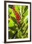 U.S. Virgin Islands, St. Thomas. St. Peter, Heliconia-Walter Bibikow-Framed Premium Photographic Print