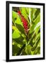 U.S. Virgin Islands, St. Thomas. St. Peter, Heliconia-Walter Bibikow-Framed Premium Photographic Print