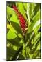 U.S. Virgin Islands, St. Thomas. St. Peter, Heliconia-Walter Bibikow-Mounted Photographic Print