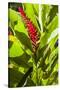 U.S. Virgin Islands, St. Thomas. St. Peter, Heliconia-Walter Bibikow-Stretched Canvas