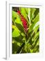 U.S. Virgin Islands, St. Thomas. St. Peter, Heliconia-Walter Bibikow-Framed Photographic Print