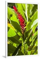 U.S. Virgin Islands, St. Thomas. St. Peter, Heliconia-Walter Bibikow-Framed Photographic Print