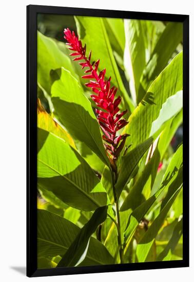 U.S. Virgin Islands, St. Thomas. St. Peter, Heliconia-Walter Bibikow-Framed Photographic Print