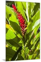 U.S. Virgin Islands, St. Thomas. St. Peter, Heliconia-Walter Bibikow-Mounted Premium Photographic Print