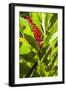 U.S. Virgin Islands, St. Thomas. St. Peter, Heliconia-Walter Bibikow-Framed Photographic Print