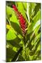 U.S. Virgin Islands, St. Thomas. St. Peter, Heliconia-Walter Bibikow-Mounted Photographic Print