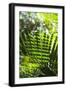 U.S. Virgin Islands, St. Thomas. St. Peter, tropical vegetation-Walter Bibikow-Framed Photographic Print