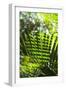 U.S. Virgin Islands, St. Thomas. St. Peter, tropical vegetation-Walter Bibikow-Framed Photographic Print