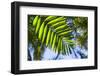 U.S. Virgin Islands, St. Thomas. St. Peter, tropical vegetation-Walter Bibikow-Framed Photographic Print