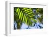 U.S. Virgin Islands, St. Thomas. St. Peter, tropical vegetation-Walter Bibikow-Framed Photographic Print