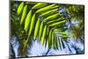 U.S. Virgin Islands, St. Thomas. St. Peter, tropical vegetation-Walter Bibikow-Mounted Photographic Print