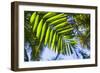 U.S. Virgin Islands, St. Thomas. St. Peter, tropical vegetation-Walter Bibikow-Framed Photographic Print