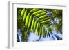 U.S. Virgin Islands, St. Thomas. St. Peter, tropical vegetation-Walter Bibikow-Framed Photographic Print