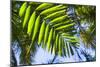 U.S. Virgin Islands, St. Thomas. St. Peter, tropical vegetation-Walter Bibikow-Mounted Photographic Print