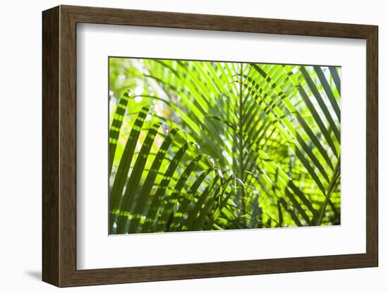 U.S. Virgin Islands, St. Thomas. St. Peter, tropical vegetation-Walter Bibikow-Framed Photographic Print