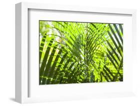 U.S. Virgin Islands, St. Thomas. St. Peter, tropical vegetation-Walter Bibikow-Framed Photographic Print