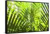 U.S. Virgin Islands, St. Thomas. St. Peter, tropical vegetation-Walter Bibikow-Framed Stretched Canvas