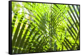U.S. Virgin Islands, St. Thomas. St. Peter, tropical vegetation-Walter Bibikow-Framed Stretched Canvas