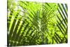 U.S. Virgin Islands, St. Thomas. St. Peter, tropical vegetation-Walter Bibikow-Stretched Canvas