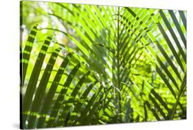 U.S. Virgin Islands, St. Thomas. St. Peter, tropical vegetation-Walter Bibikow-Stretched Canvas