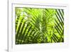 U.S. Virgin Islands, St. Thomas. St. Peter, tropical vegetation-Walter Bibikow-Framed Photographic Print