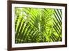 U.S. Virgin Islands, St. Thomas. St. Peter, tropical vegetation-Walter Bibikow-Framed Photographic Print