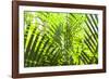 U.S. Virgin Islands, St. Thomas. St. Peter, tropical vegetation-Walter Bibikow-Framed Photographic Print